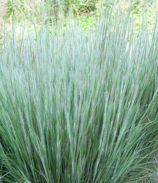 Schizachyrium scoparium 'Ha Ha Tonka'